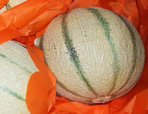 Melone Cantalupo Sardegna