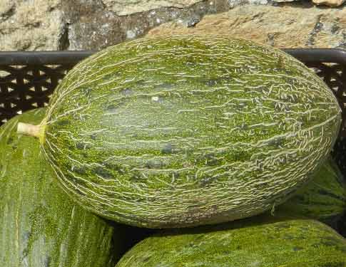 Melone Verde Sardo